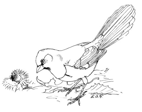 Eastern Towhee Bird Coloring Page